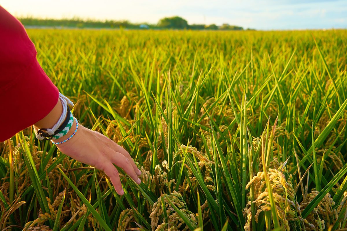 Agriculture Land